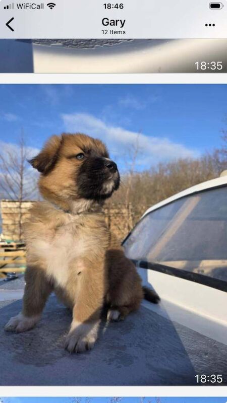 German Shepherd puppies for sale in Achnasheen, Highland – KC registered, 7 weeks old