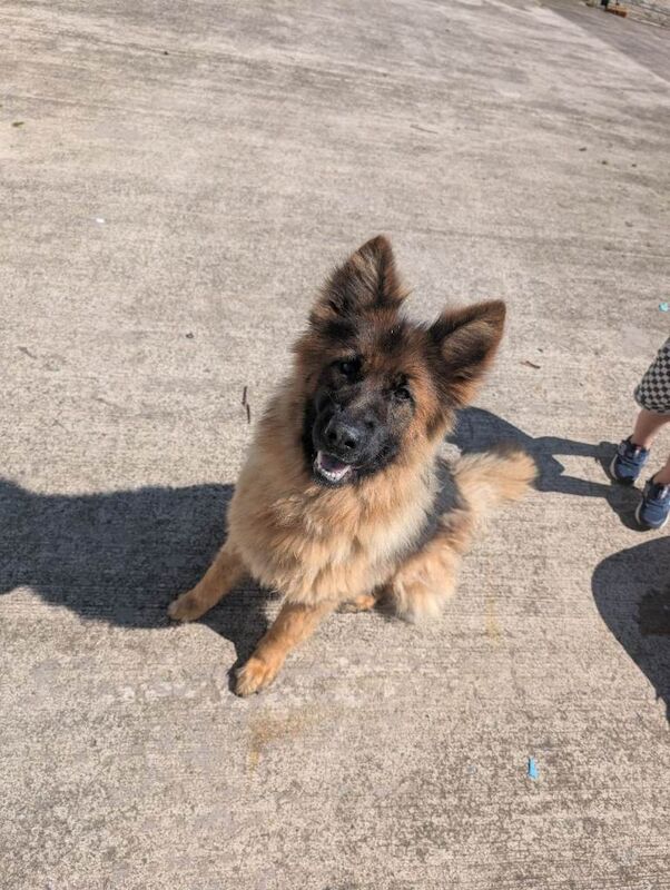 Honey – 2-Year-Old German Shepherd Looking for a Loving Forever Home