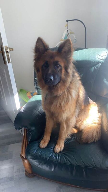Honey – 2-Year-Old German Shepherd Looking for a Loving Forever Home - Image 2 of 3