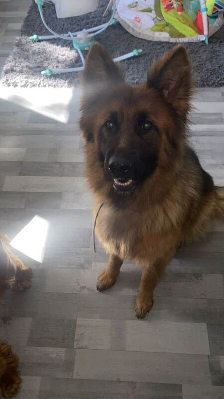 Honey – 2-Year-Old German Shepherd Looking for a Loving Forever Home - Image 3 of 3