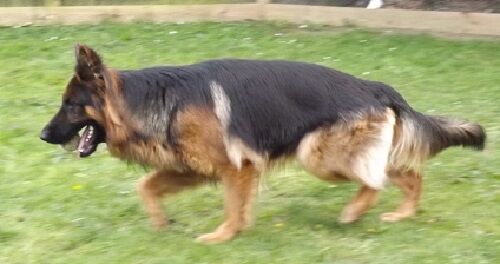 HUGO FULLY HEALTH TESTED STUD for sale in Wisbech, Cambridgeshire | Image 2