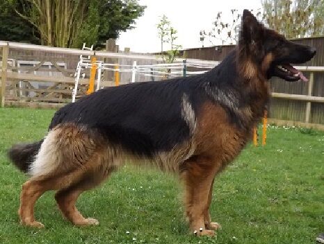 HUGO FULLY HEALTH TESTED STUD for sale in Wisbech, Cambridgeshire | Image 3