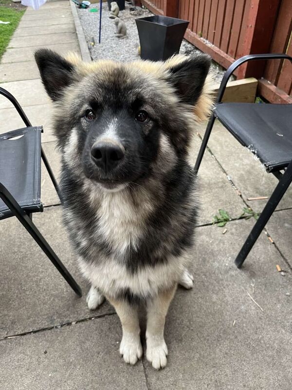Husky/ german Shepard for sale in Salford, Greater Manchester