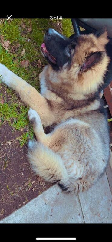 Husky/ german Shepard for sale in Salford, Greater Manchester | Image 3
