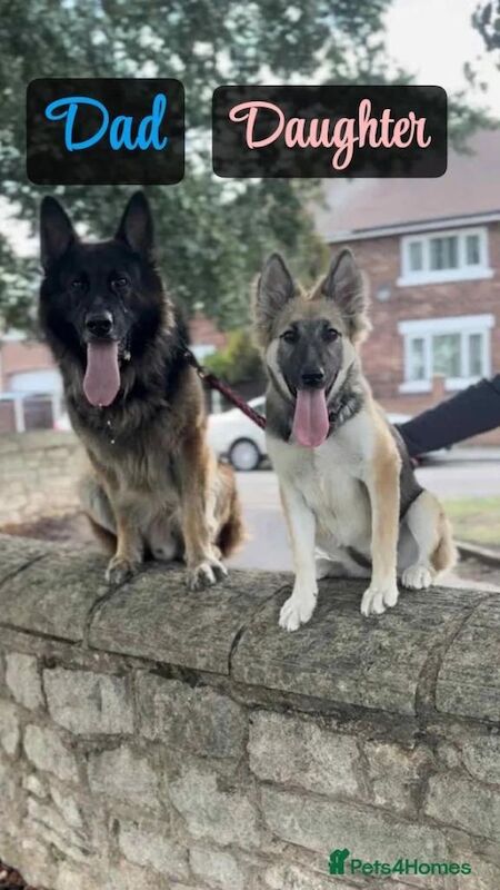 German Shepherd puppies for sale in Hemel Hempstead, Hertfordshire – 9 weeks old