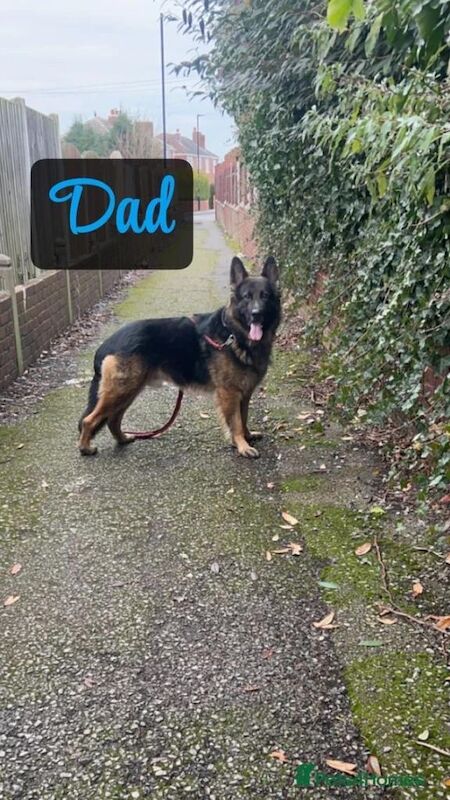 German Shepherd puppies for sale in Hemel Hempstead, Hertfordshire – 9 weeks old - Image 2 of 5