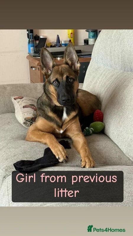 German Shepherd puppies for sale in Hemel Hempstead, Hertfordshire – 9 weeks old - Image 3 of 5