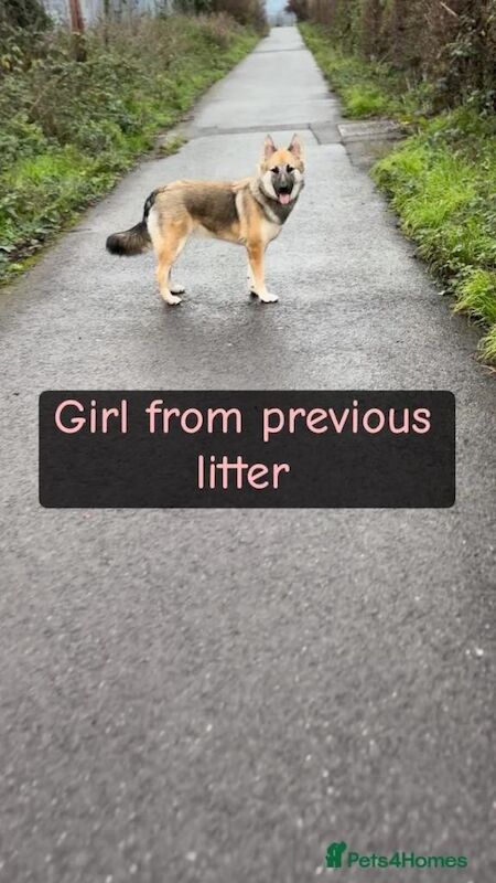 German Shepherd puppies for sale in Hemel Hempstead, Hertfordshire – 9 weeks old - Image 4 of 5