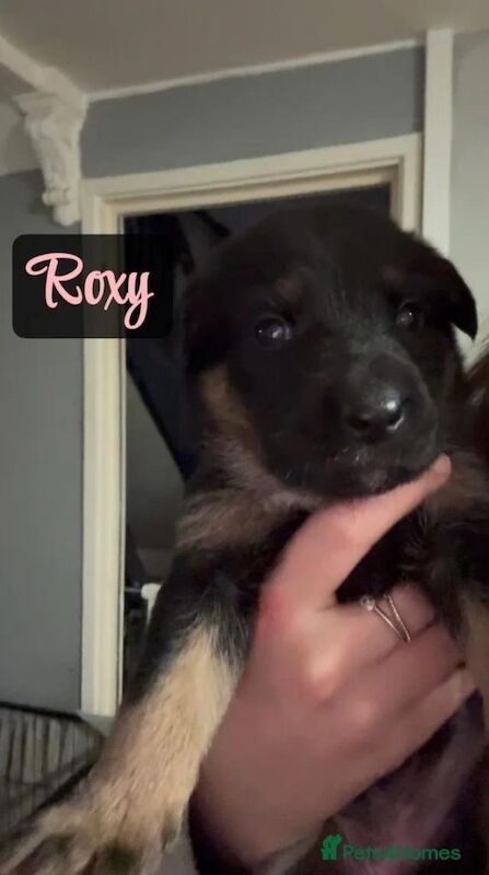 German Shepherd puppies for sale in Hemel Hempstead, Hertfordshire – 9 weeks old - Image 5 of 5