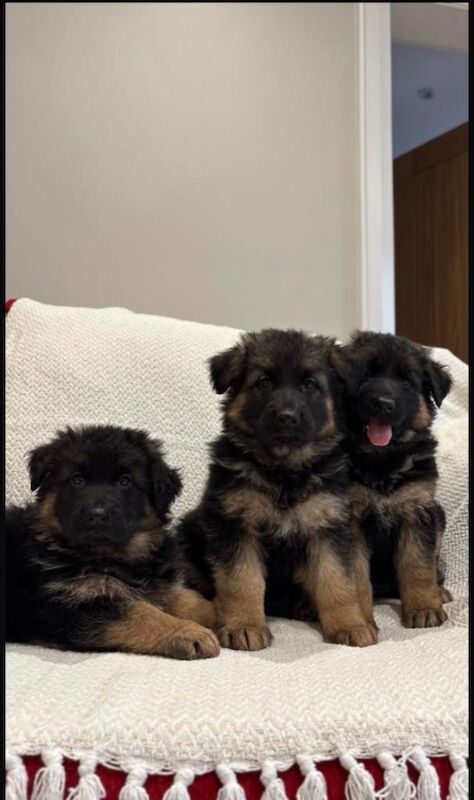 Kennel Club Registered German Shepherd Puppies For Sale