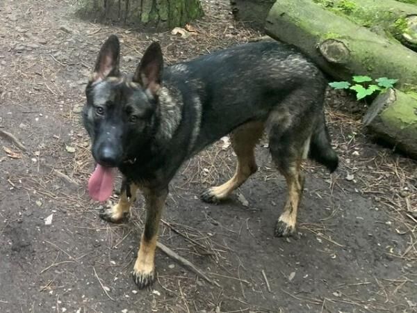 German Shepherd puppies for sale in Chorley, Lancashire – 2 years old - Image 2 of 5