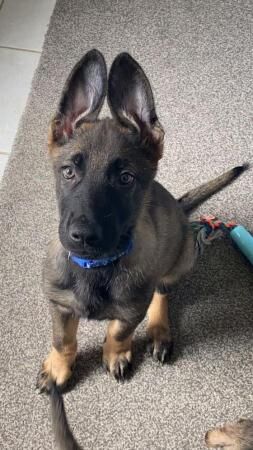 German Shepherd puppies for sale in Chorley, Lancashire – 2 years old - Image 5 of 5