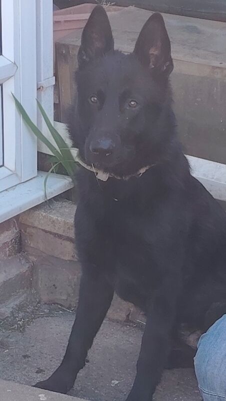 Imported Romania male gsd for sale in Mansfield Woodhouse, Nottinghamshire 