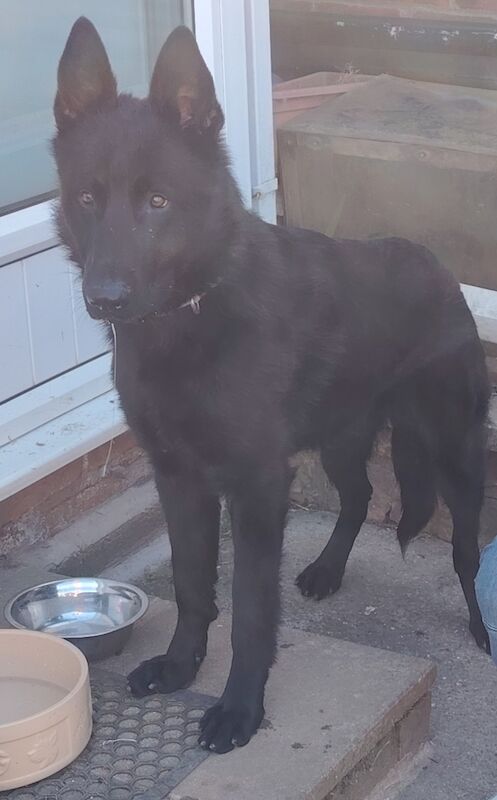 Imported Romania male gsd for sale in Mansfield Woodhouse, Nottinghamshire - Image 2