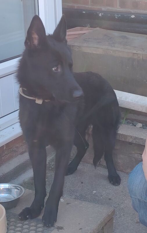Imported Romania male gsd for sale in Mansfield Woodhouse, Nottinghamshire | Image 3