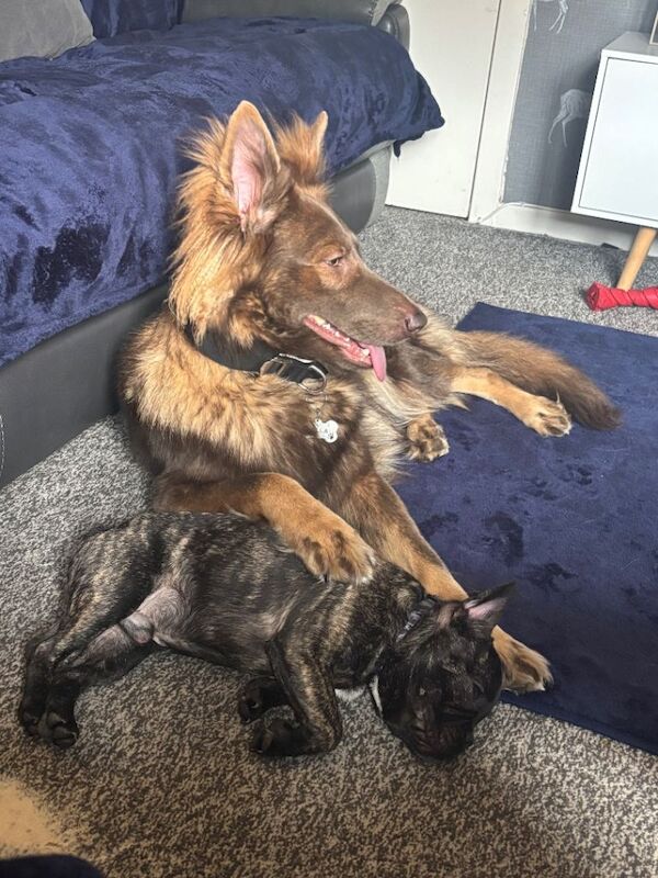 Isabella German Shepard - Image 3 of 4
