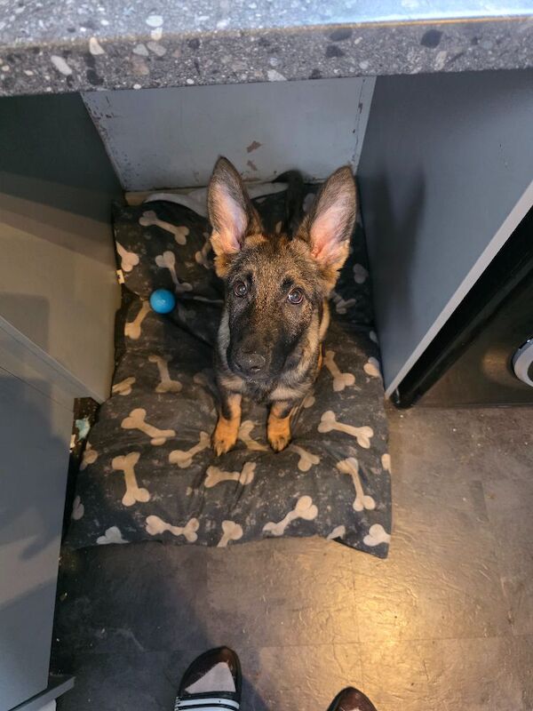 German Shepherd Puppies For Sale