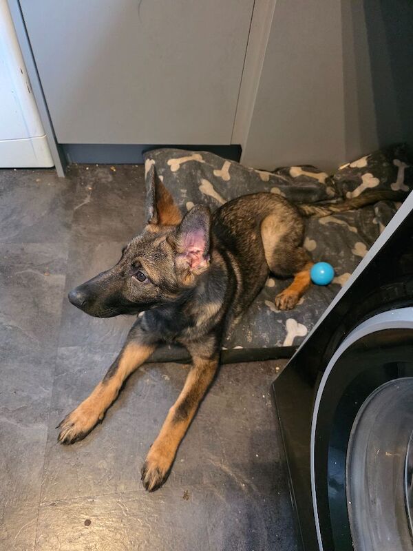 Ivy my 5 month old German shepherd - Image 2 of 4