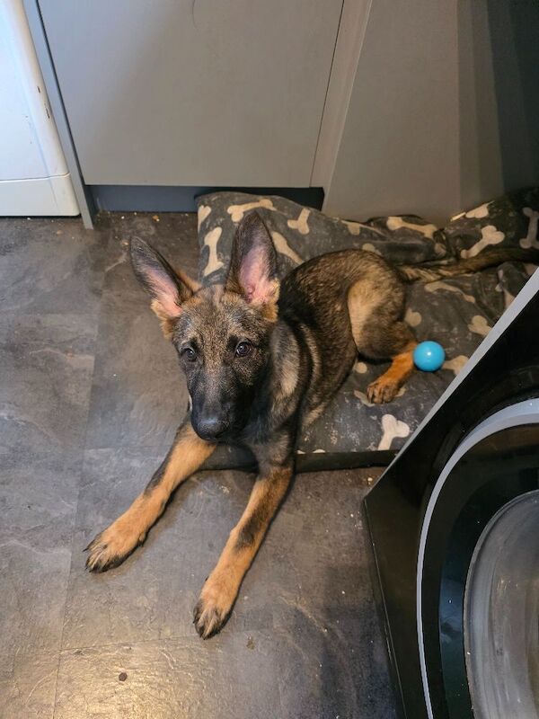 Ivy my 5 month old German shepherd - Image 3 of 4