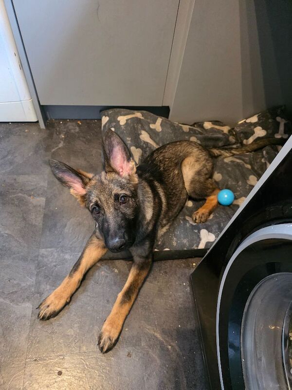 Ivy my 5 month old German shepherd - Image 4 of 4