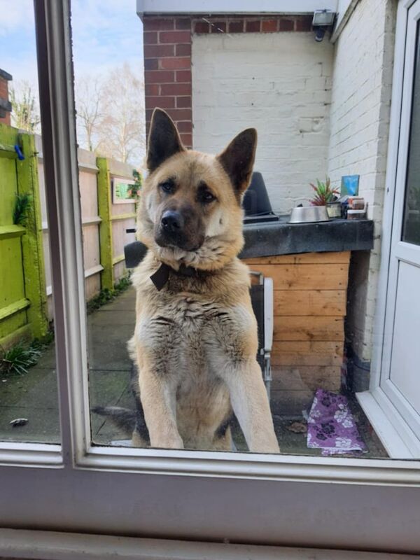 Jessie for sale in Handsworth, West Midlands