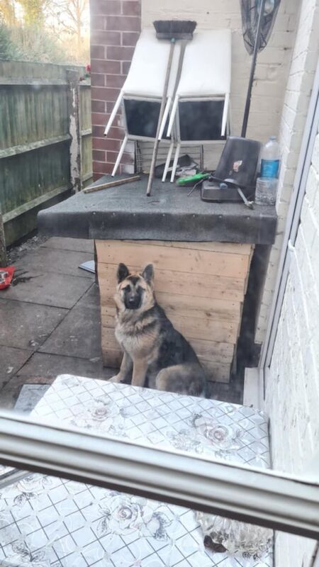 Jessie for sale in Handsworth, West Midlands | Image 2