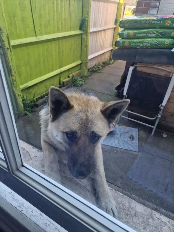 Jessie for sale in Handsworth, West Midlands | Image 3
