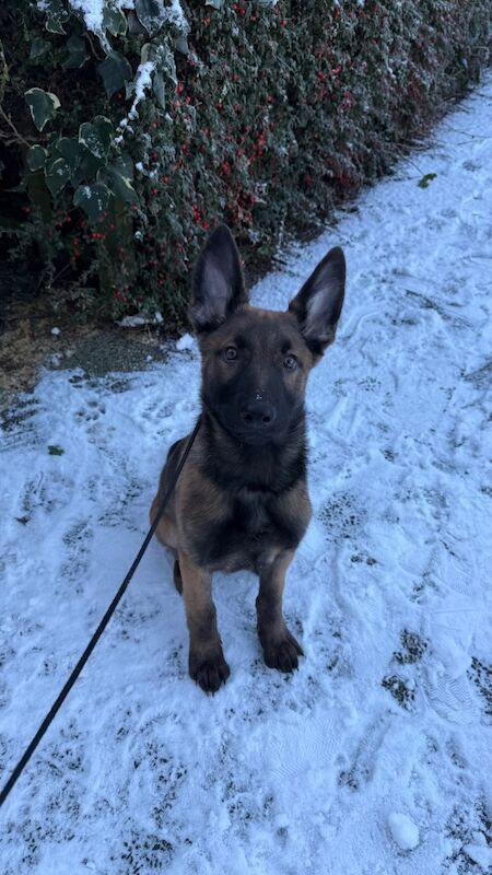 German Shepherd puppies for sale in Hyde, Manchester – 4 months old - Image 1 of 4