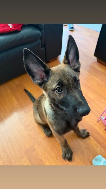 German Shepherd puppies for sale in Hyde, Manchester – 4 months old - Image 2 of 4