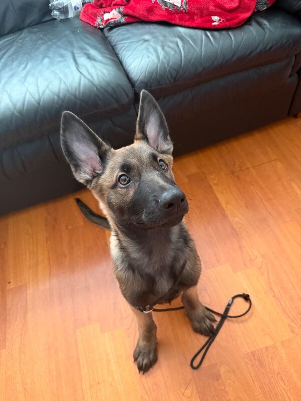 German Shepherd puppies for sale in Hyde, Manchester – 4 months old - Image 4 of 4