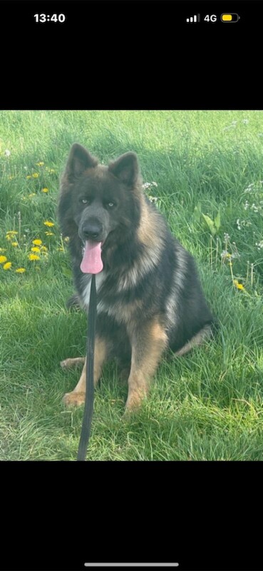 Kc blue german shepherd