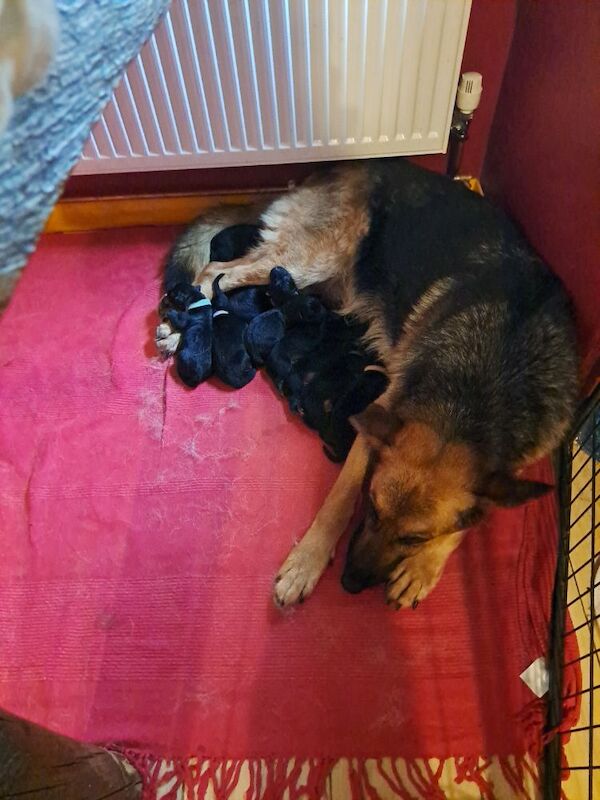 German Shepherd puppies for sale in Wisbech, Cambridgeshire – KC registered, 1 week old