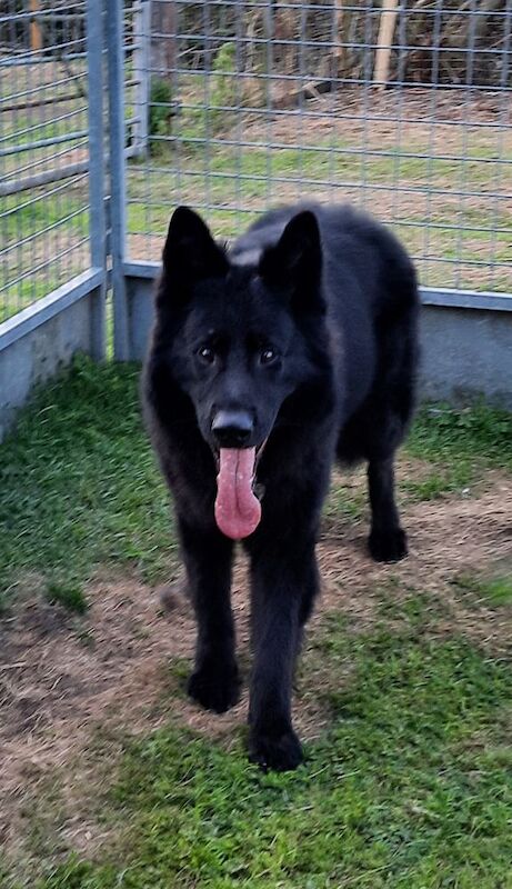 German Shepherd puppies for sale in Wisbech, Cambridgeshire – KC registered, 1 week old - Image 2 of 7