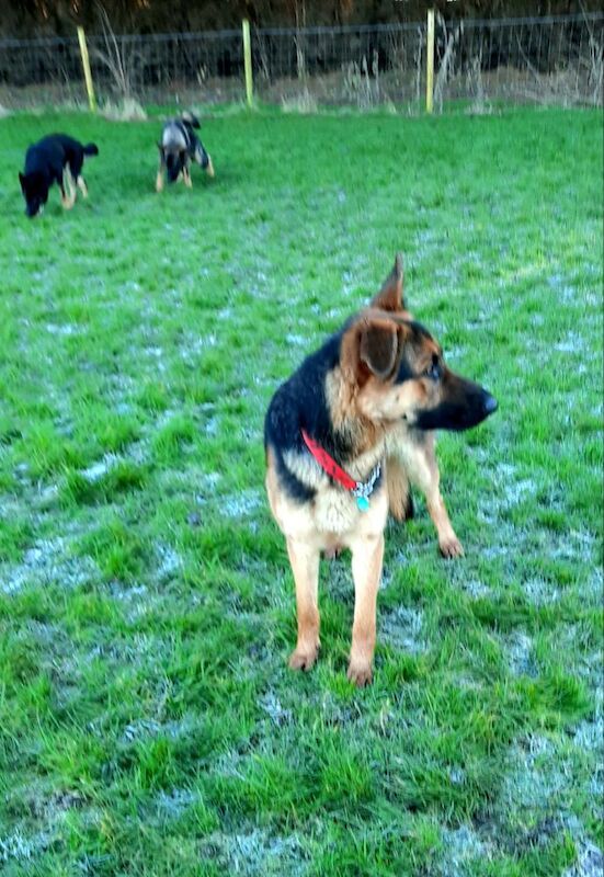 German Shepherd puppies for sale in Wisbech, Cambridgeshire – KC registered, 1 week old - Image 3 of 7