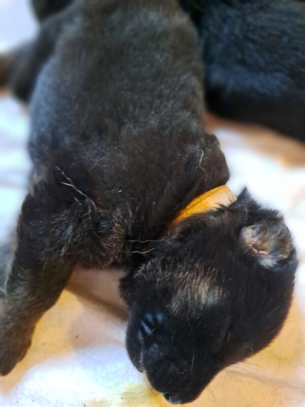 German Shepherd puppies for sale in Wisbech, Cambridgeshire – KC registered, 1 week old - Image 4 of 7