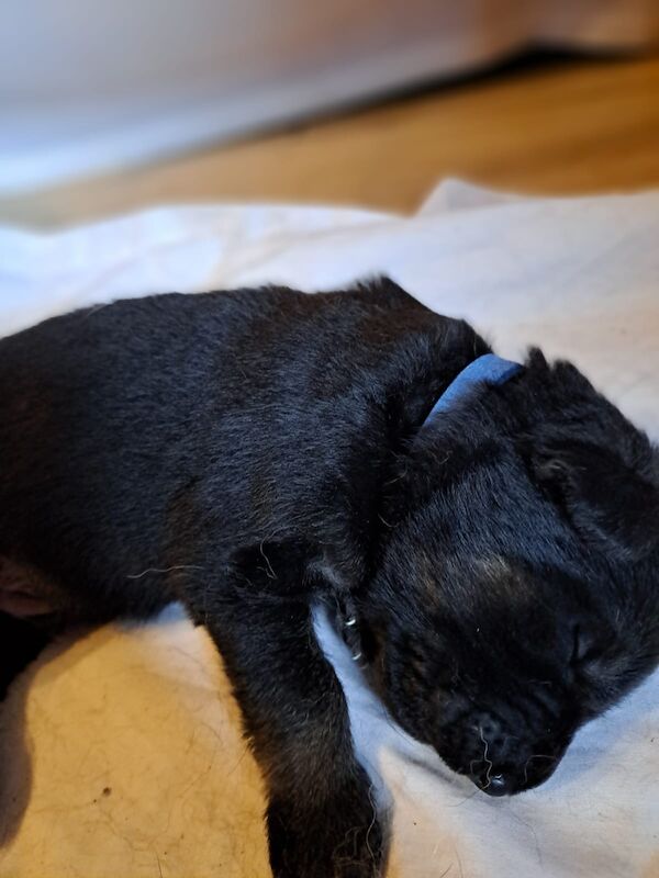 German Shepherd puppies for sale in Wisbech, Cambridgeshire – KC registered, 1 week old - Image 5 of 7