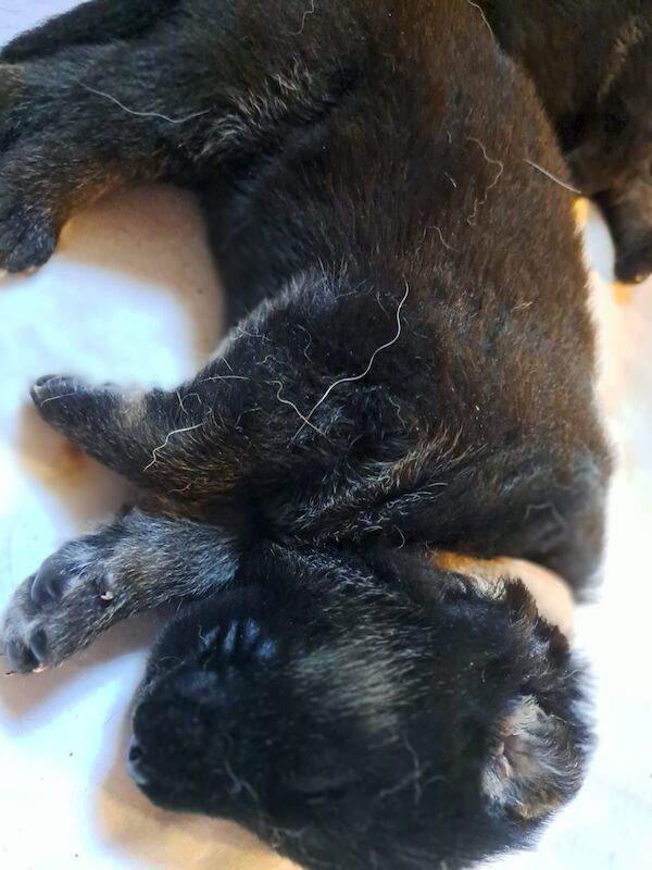 German Shepherd puppies for sale in Wisbech, Cambridgeshire – KC registered, 1 week old - Image 6 of 7