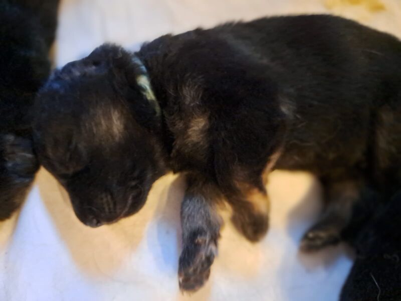 German Shepherd puppies for sale in Wisbech, Cambridgeshire – KC registered, 1 week old - Image 7 of 7