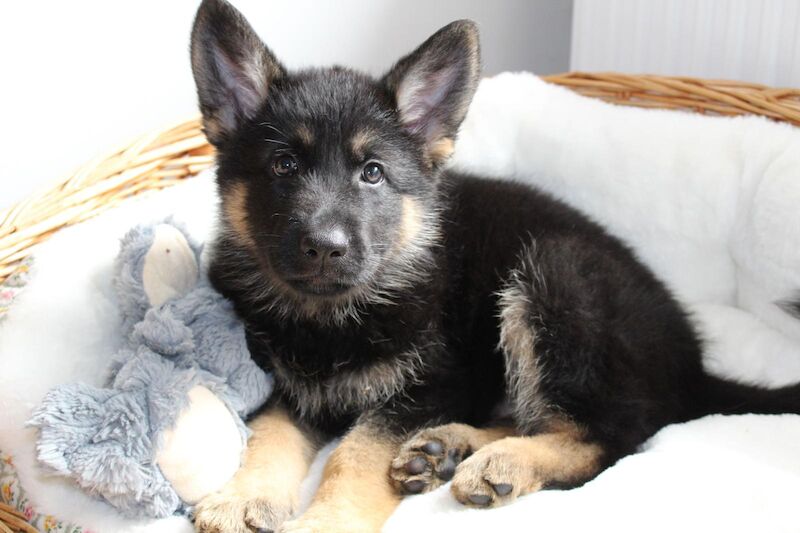 German Shepherd puppies for sale in Wisbech, Cambridgeshire – KC registered, 5 months old - Image 6 of 7