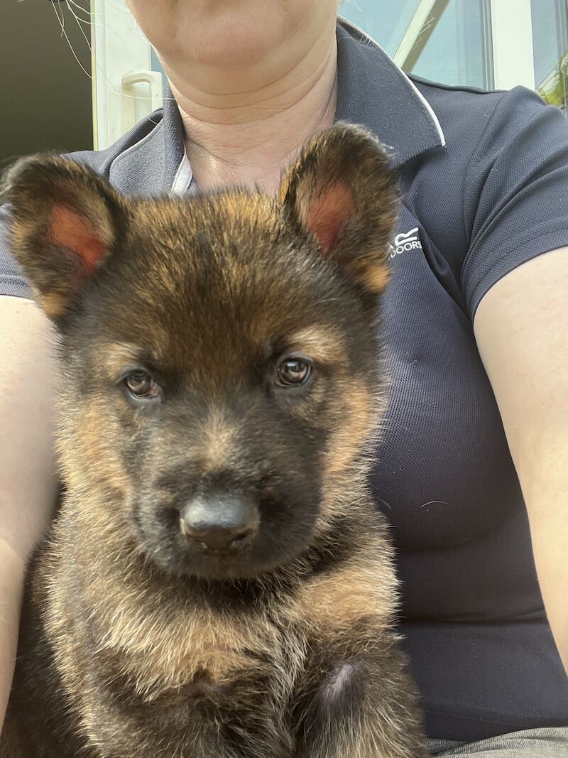 KC German Shepherd puppies for sale in Honiton, Devon | Image 3