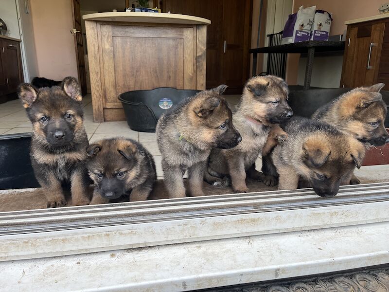KC German Shepherd puppies for sale in Honiton, Devon | Image 4