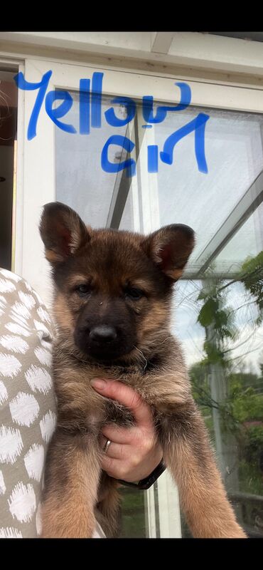 KC German Shepherd puppies for sale in Honiton, Devon | Image 2