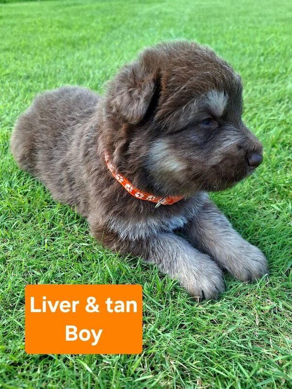 German Shepherd puppies for sale in Angus – 3 weeks old