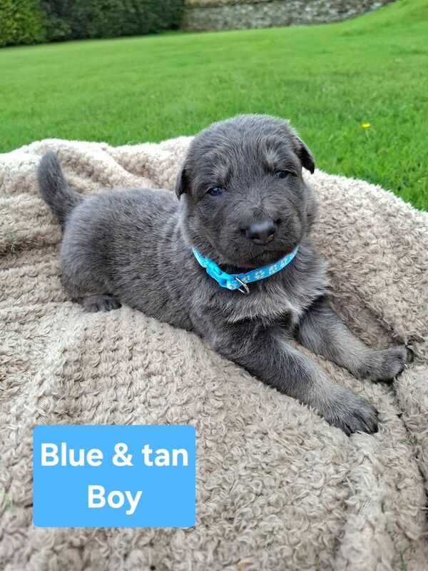 German Shepherd puppies for sale in Angus – 3 weeks old - Image 2 of 3