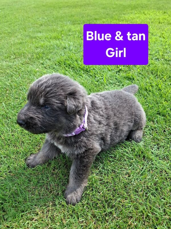 German Shepherd puppies for sale in Angus – 3 weeks old - Image 3 of 3