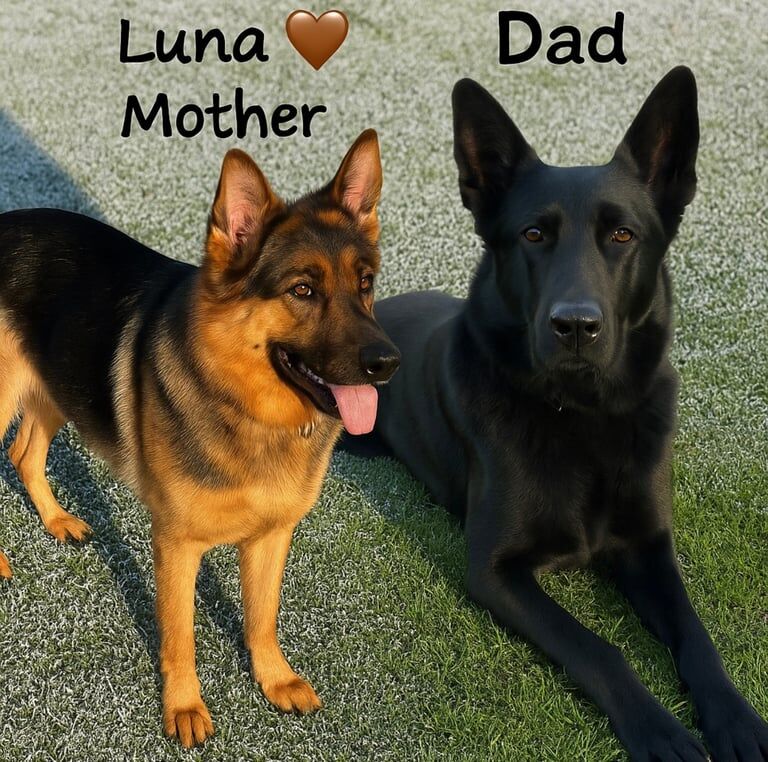 German Shepherd puppies for sale in Tillicoultry, Clackmannan – KC registered, 5 weeks old