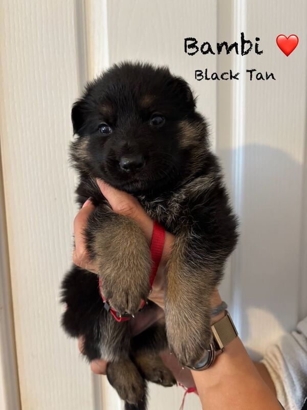 German Shepherd puppies for sale in Tillicoultry, Clackmannan – KC registered, 8 weeks old - Image 2 of 3