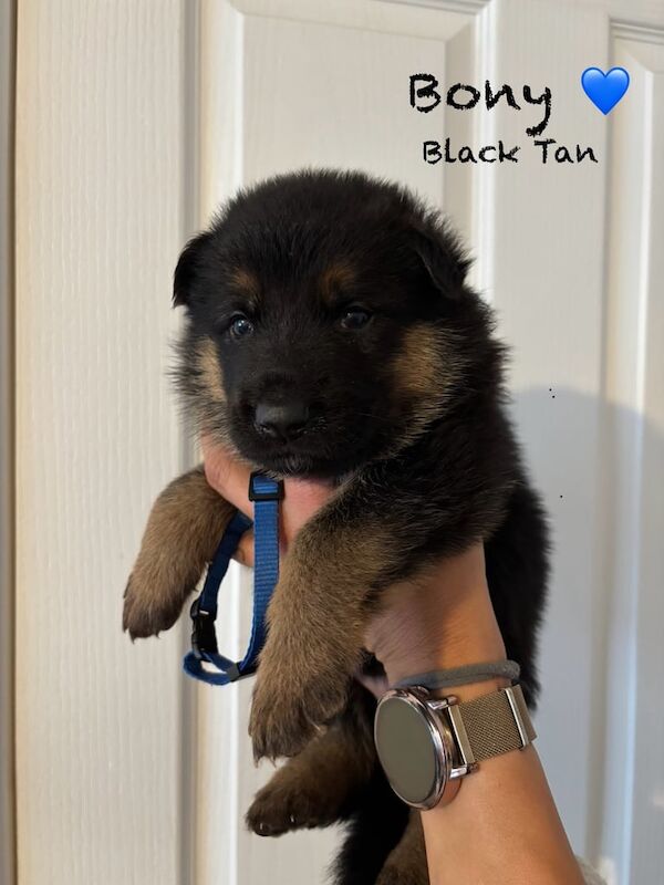 German Shepherd puppies for sale in Tillicoultry, Clackmannan – KC registered, 8 weeks old - Image 3 of 3