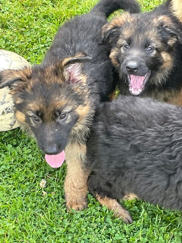 German Shepherd puppies for sale in Waltham Abbey, Essex – 9 weeks old