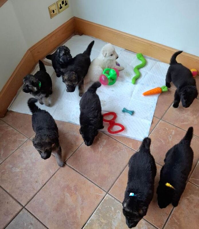 Black German Shepherd Puppies For Sale